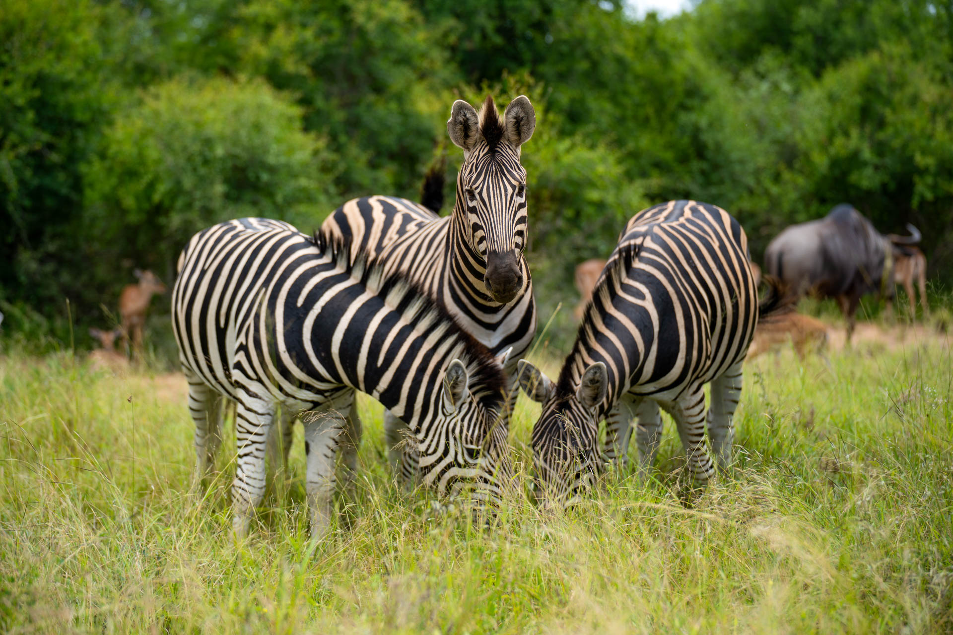 Three Zebras in a field